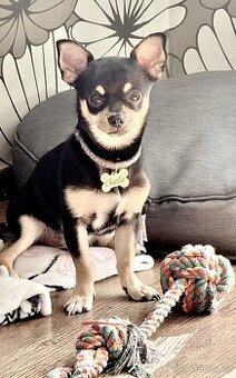 Nabízím připuštění pejska