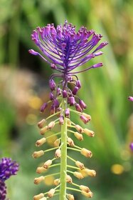 Modřenec chocholatý-Muscari comosum 400 semen 50 Kč