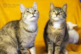 Sakura a Tempura ❤ miloučké kočičí sestřičky ❤