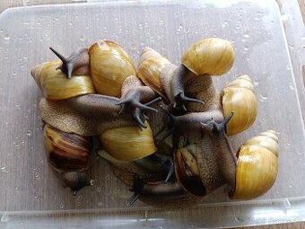 Archachatina marginata candefacta Cameroon