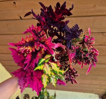 Africké okrasné kopřivy COLEUS SEMENA