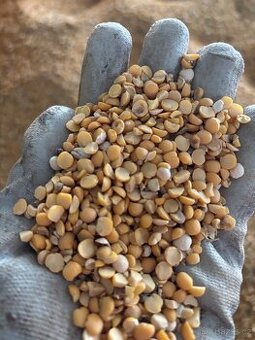 Prodám hrách půlky