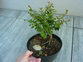 Zahradní venkovní bonsaje bonsai