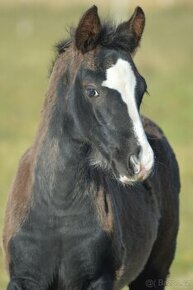 Welsh pony of cob type - kobylka