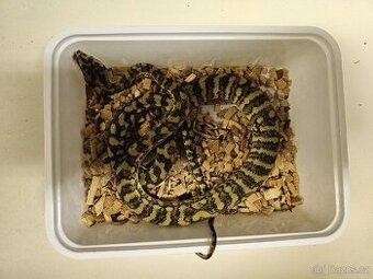 Morelia spilota variegata (ex Harissony)