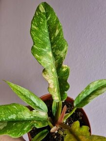 Alocasia, philodendron, syngonium, monstera a další - 1