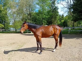 Valach 3 roky po Talmann a matka Limete V