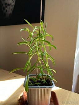 Curio Radicans - sukulentní rostlina