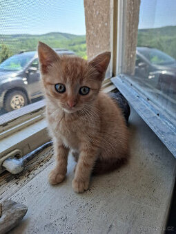 Daruji koťátko Kitty do dobrých rukou
