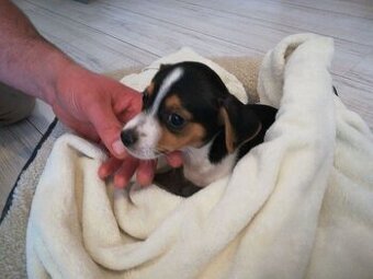 Jack russel teriér