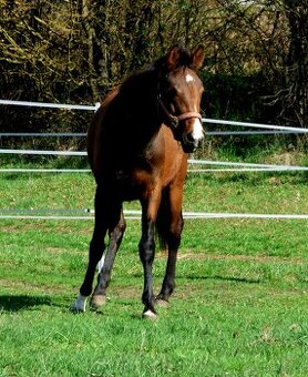 Qh kobyla