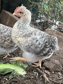 Kohoutci Cream Legbar