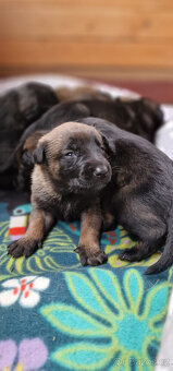 Belgický ovčák Malinois - štěňata