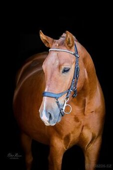 Pony do sportu ,valach .