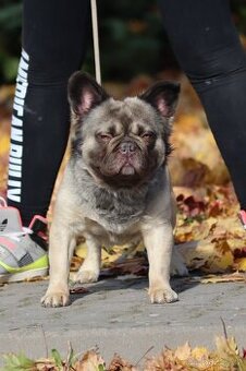 🔹 Krycí pes k dispozici – Fluffy Frenchie s PP🔹