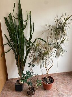 Pokojové rostliny- daruji