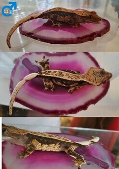 AKCE HALLOWEEN Pagekon řasnatý Correlophus cilliatus