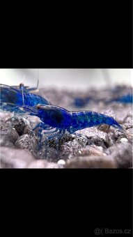 Krevetky Neocaridina (sladkovodní)