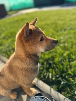 Shiba Inu štěňátko – kluk k odběru od 11. 10.