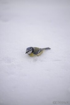 Nikon D610 + pevná 50mm + teleobjektiv 70–300mm + blesk