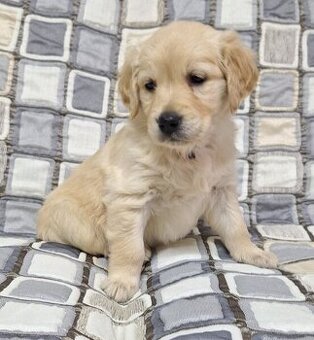 Zlatý retrívr🐕🦴