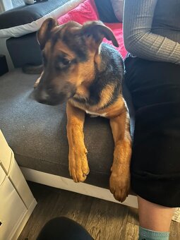 Darujem stěně -Niko