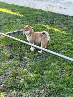 Shiba inu, šiba inu