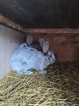 Velký světlý stříbřitý