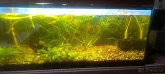 Akvárium 160 litrů