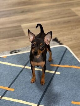 Pražský krysařík s PP