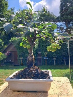 Bonsai, bonsaj Jabloň
