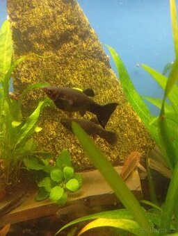 Black molly - 1