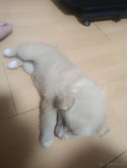 Německý špic křížený s pomeramianem