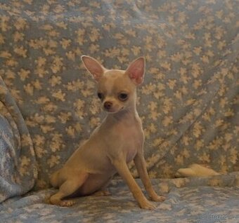 Čivava krátkosrstá s PP