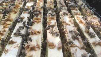 Vyzimovaná včelstva