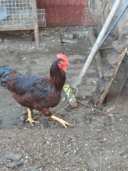 Prodám kohouta rodajlendky