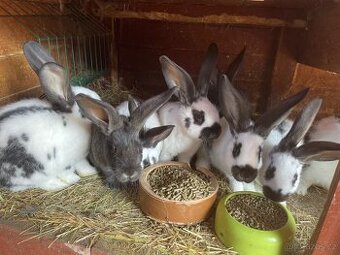 Prodám křížence belgického obra a  NOS