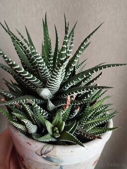 Haworthia zebra