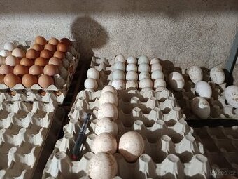 Prodám nasadova vejce