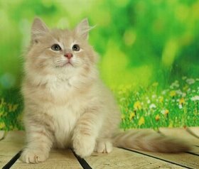 Sibiřská kočka - kocourek s PP