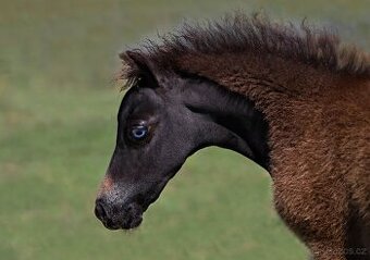 Tříletý hřebec minihorse