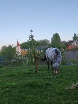 Pony koupím