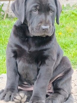 Labrador