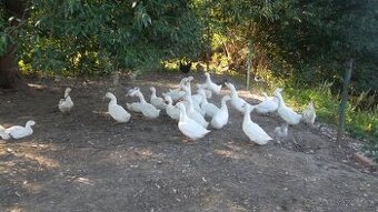 VYKRMENÉ KACHNY