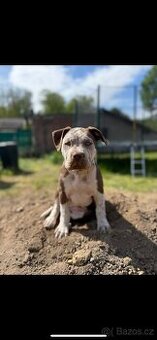 American Bully XL - 4 měsíční štěně s PP