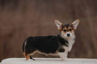 Welsh Corgi Pembroke