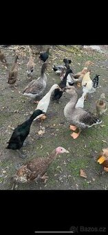 Pižmovky a ruanské kachny