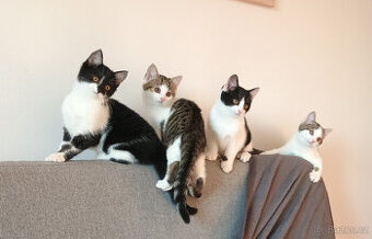 Koťata, kotě, jen do dobrých rukou