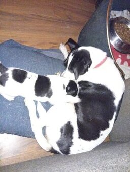 Jack Russell teriér s Parson terierem