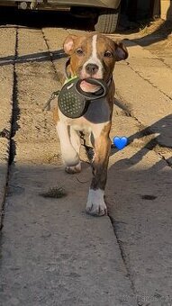 Americký Stafordšírsky Terier šteniatka s PP